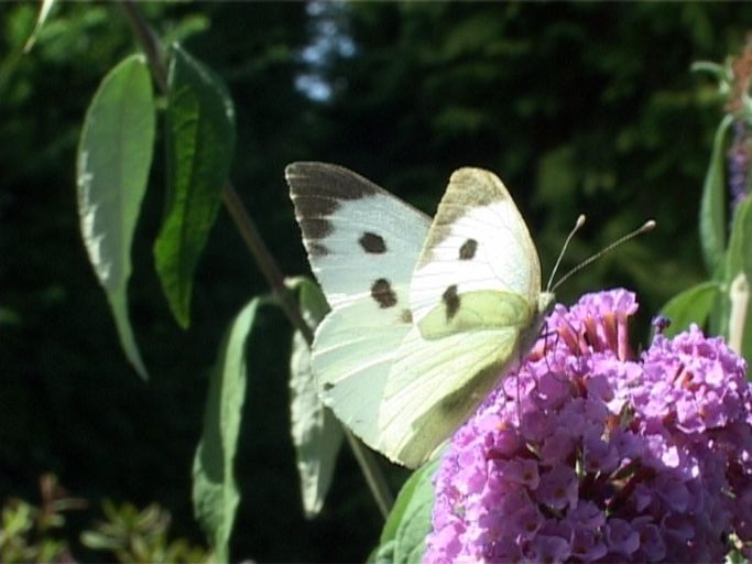 Großer Kohlweißling ( Pieris brassicae ), Weibchen, auf Sommerflieder : Moers, in unserem Garten, 13.08.2005